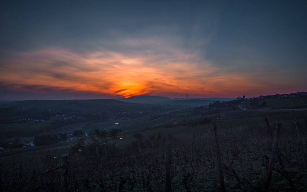 aerial view of trees during sunset