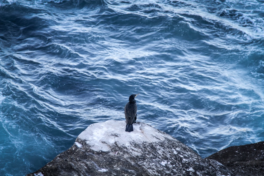 pássaro em pé na costa da rocha acima do corpo de água