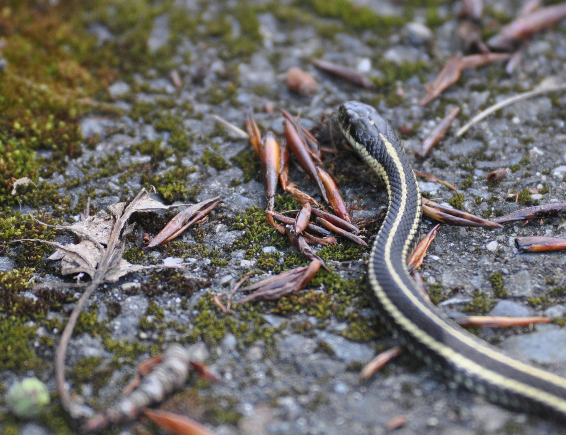 Free Unsplash photo from Greg Bilsland