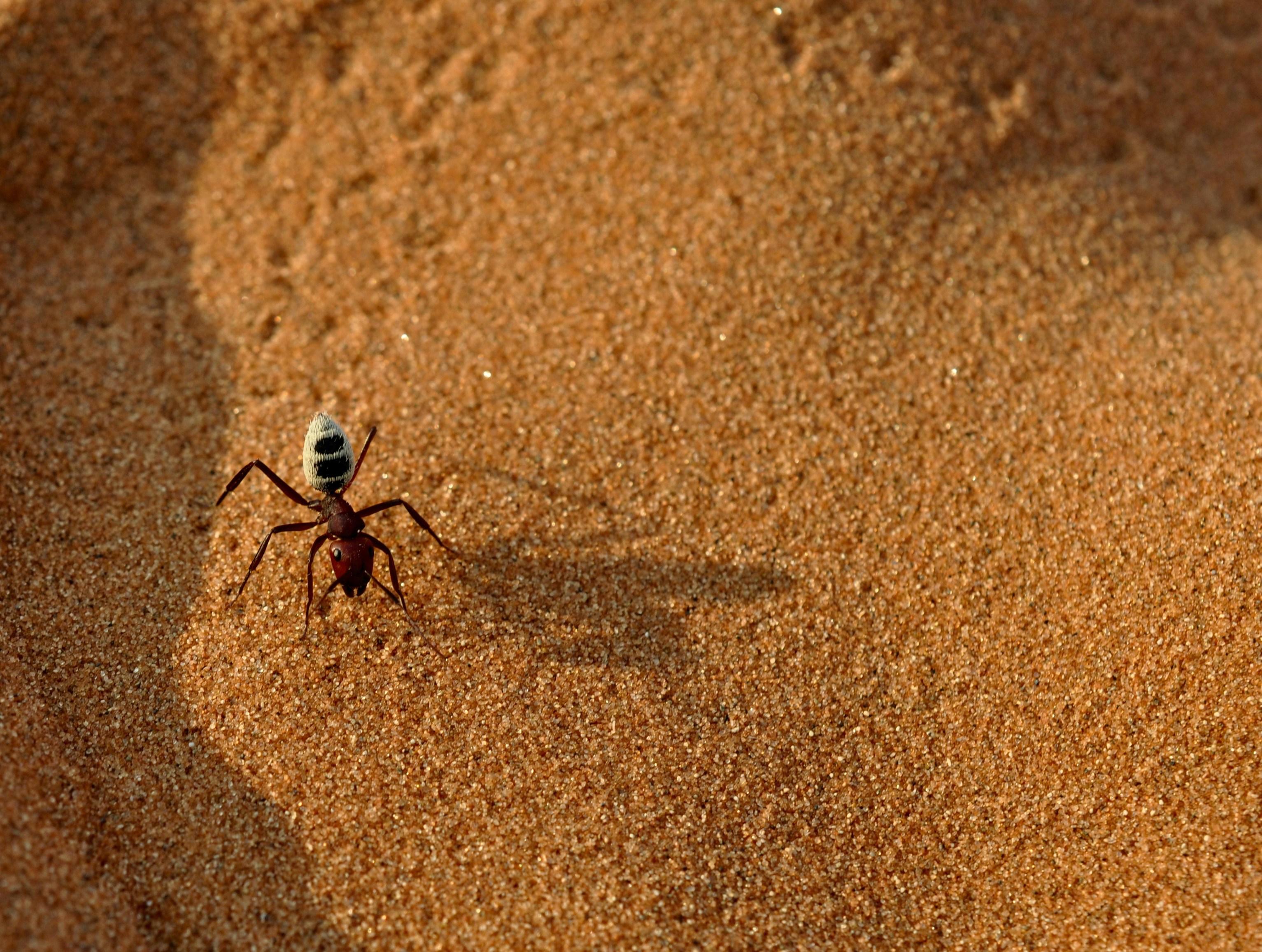 Free Unsplash photo from Greg Bilsland