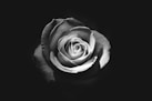 grayscale photo of rose