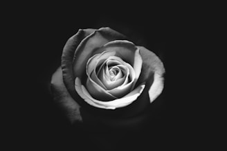 grayscale photo of rose