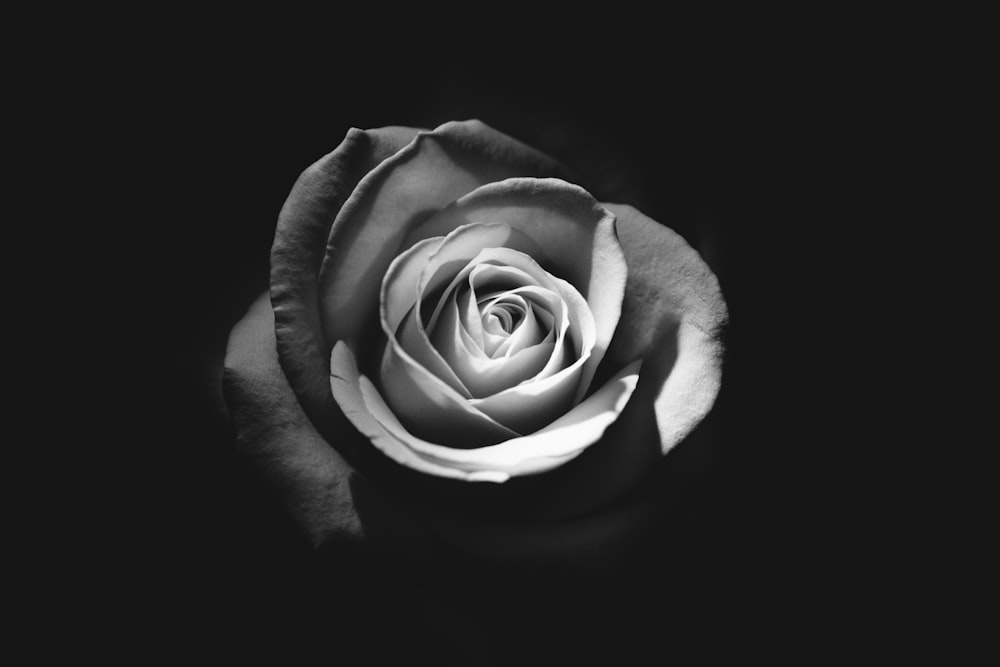 Foto en escala de grises de Rose