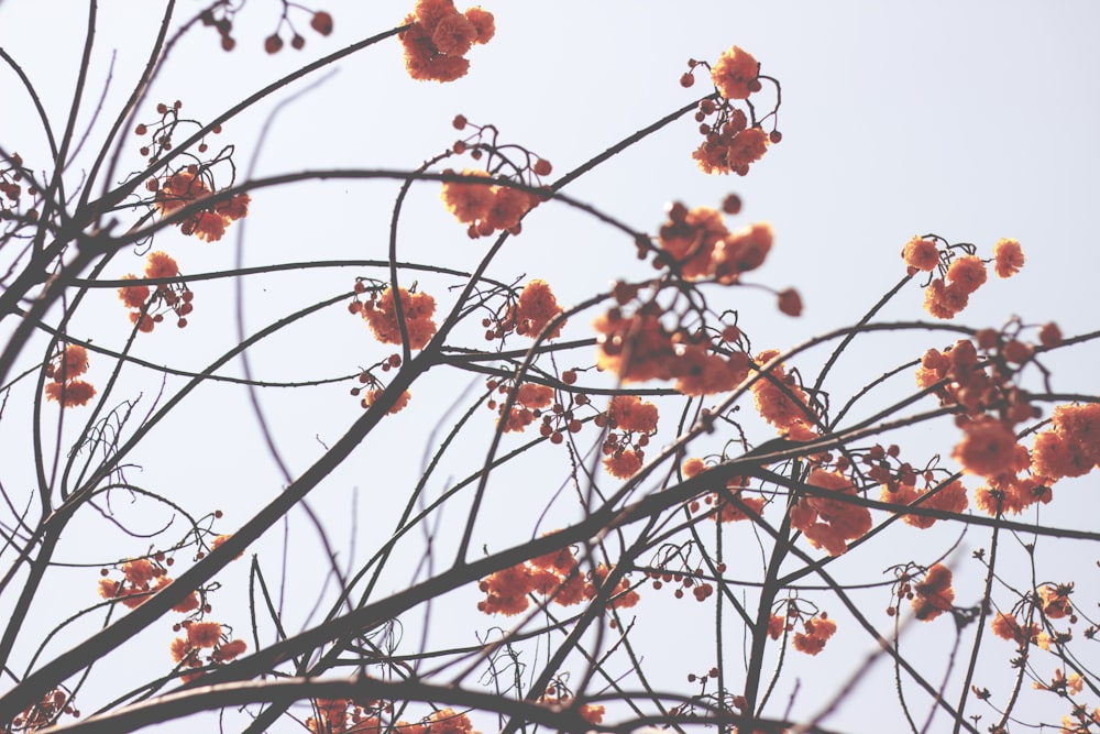 foto di fiori dai petali d'arancio