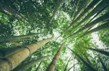 Tall bamboo stalks rise vertically towards the sky, surrounded by lush green foliage. The perspective emphasizes the height and slenderness of the bamboo, creating a dense canopy of leaves.