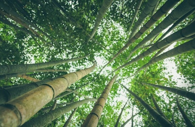 Tall bamboo stalks rise vertically towards the sky, surrounded by lush green foliage. The perspective emphasizes the height and slenderness of the bamboo, creating a dense canopy of leaves.