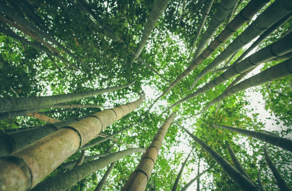 green and brown trees lot