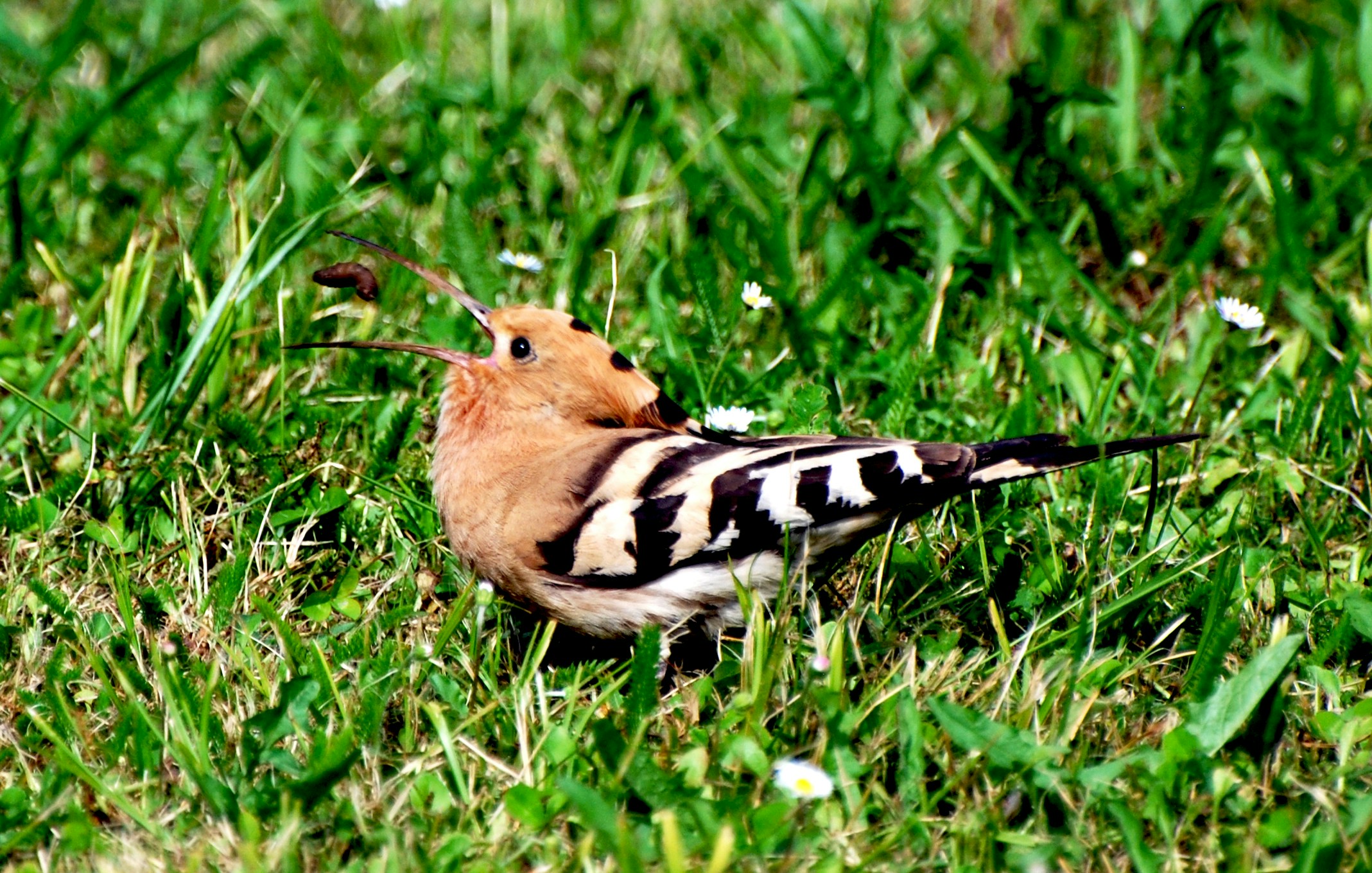 Free Unsplash photo from Michel Speak