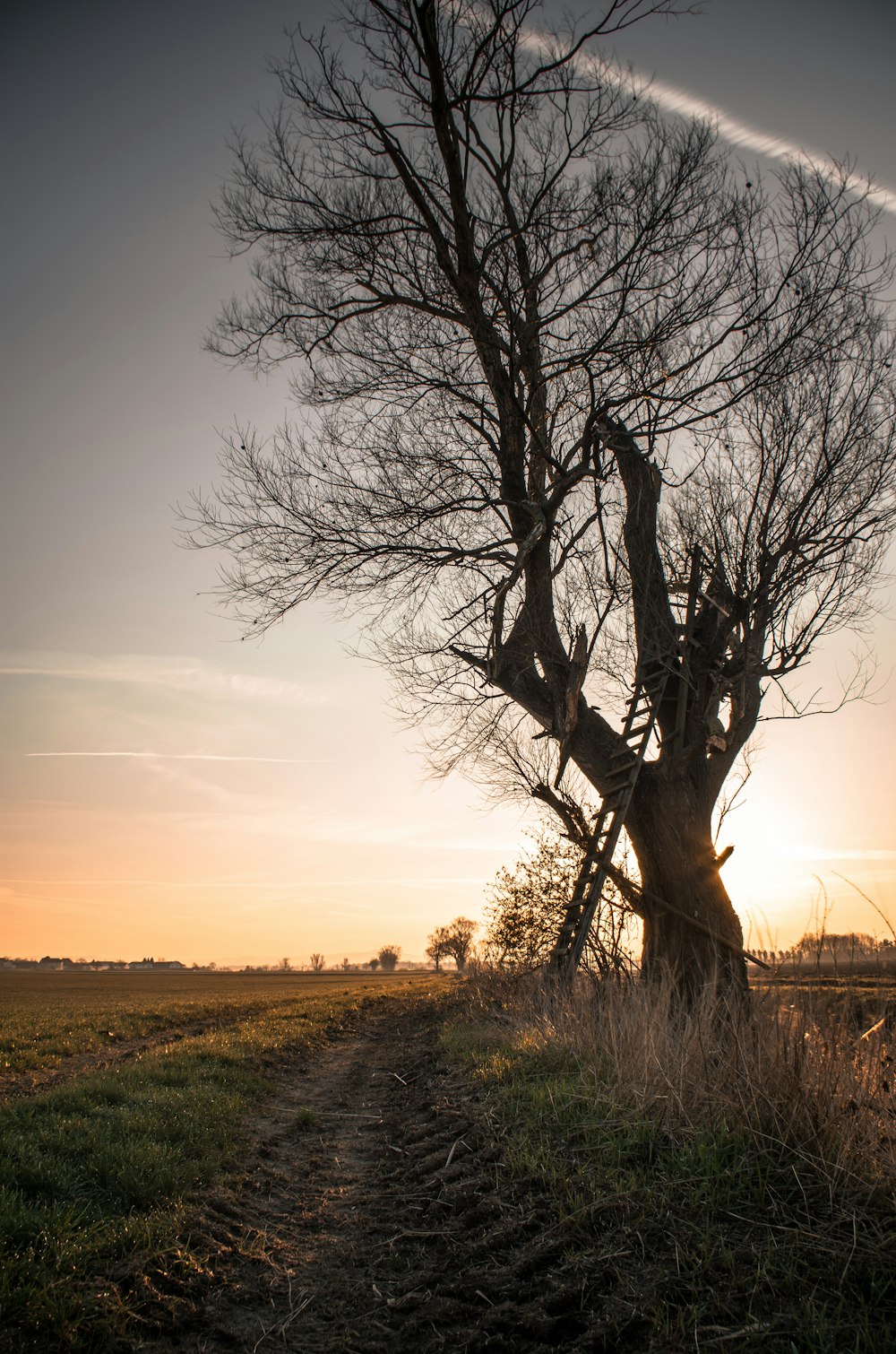 leafless tree on green grass field during sunset