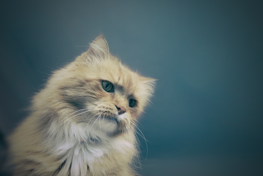 long-fur gray cat