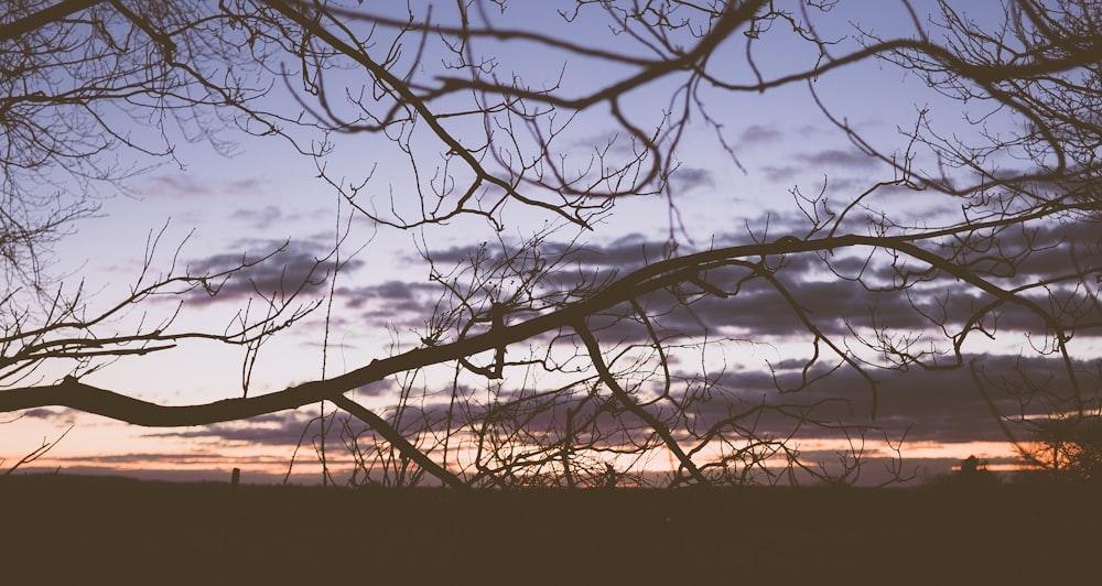 bare trees under blue and gray sky