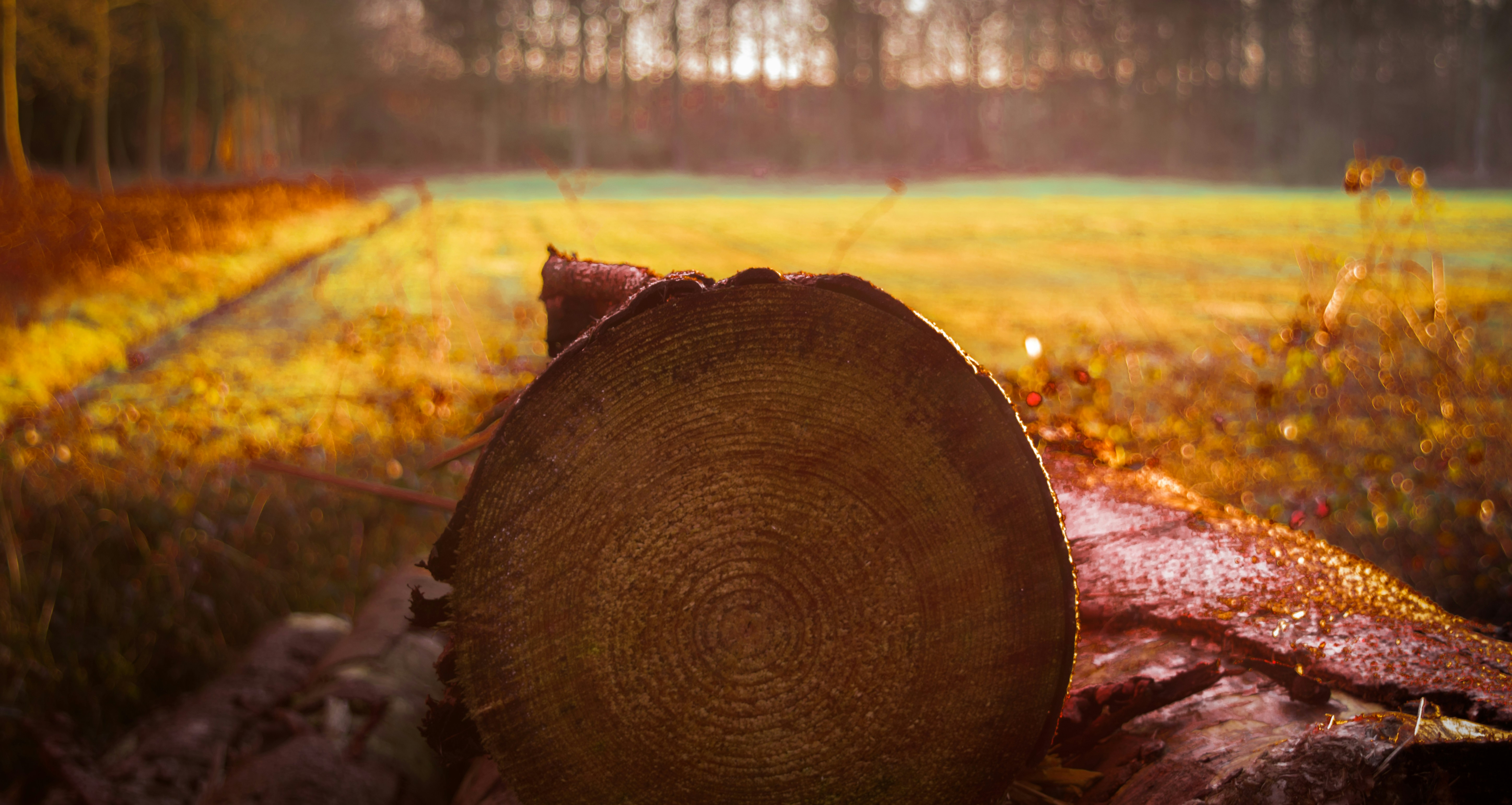 Free Unsplash photo from sebastian van hemelrijk