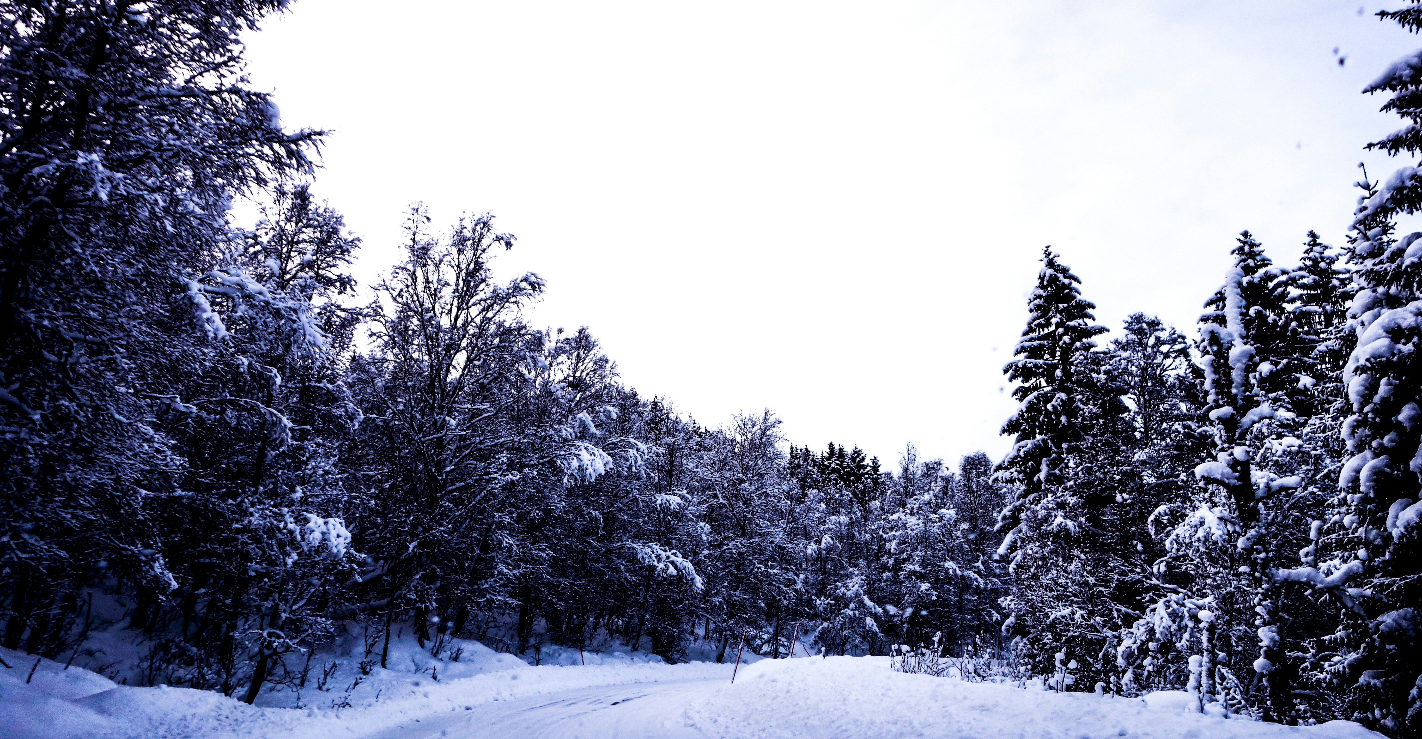 Free Unsplash photo from sebastian van hemelrijk