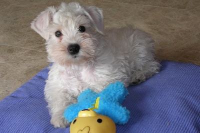 A small, fluffy white puppy is lying on a purple mat with a blue plush toy and a yellow ball nearby. The puppy has dark, shiny eyes and perky ears, giving it an attentive and curious expression.