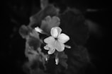 A minimalist composition of a single flower in sharp focus against a blurred charcoal grey background.