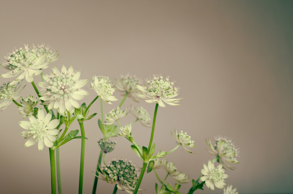 white flowers and green stems