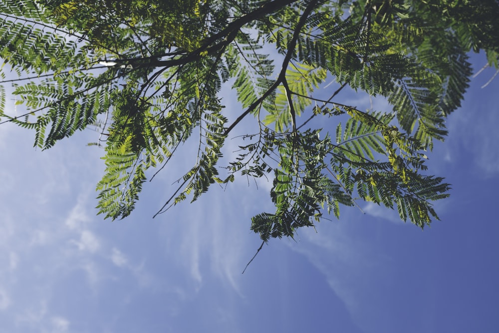 alberi a foglia verde sotto il cielo blu