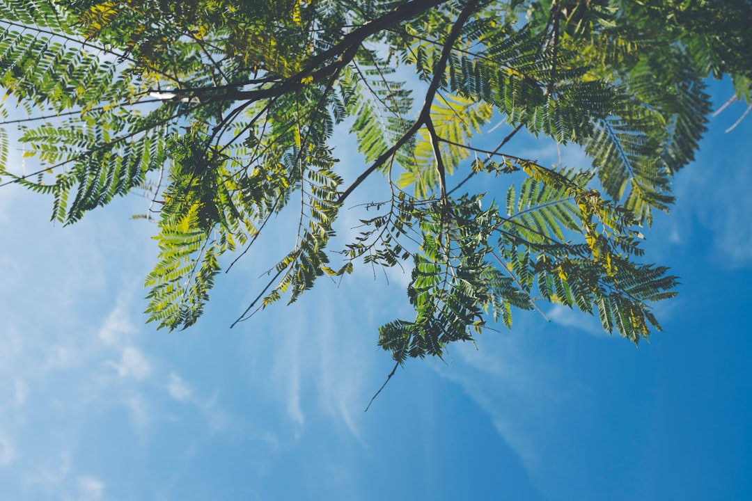 green leafed trees under blue sky