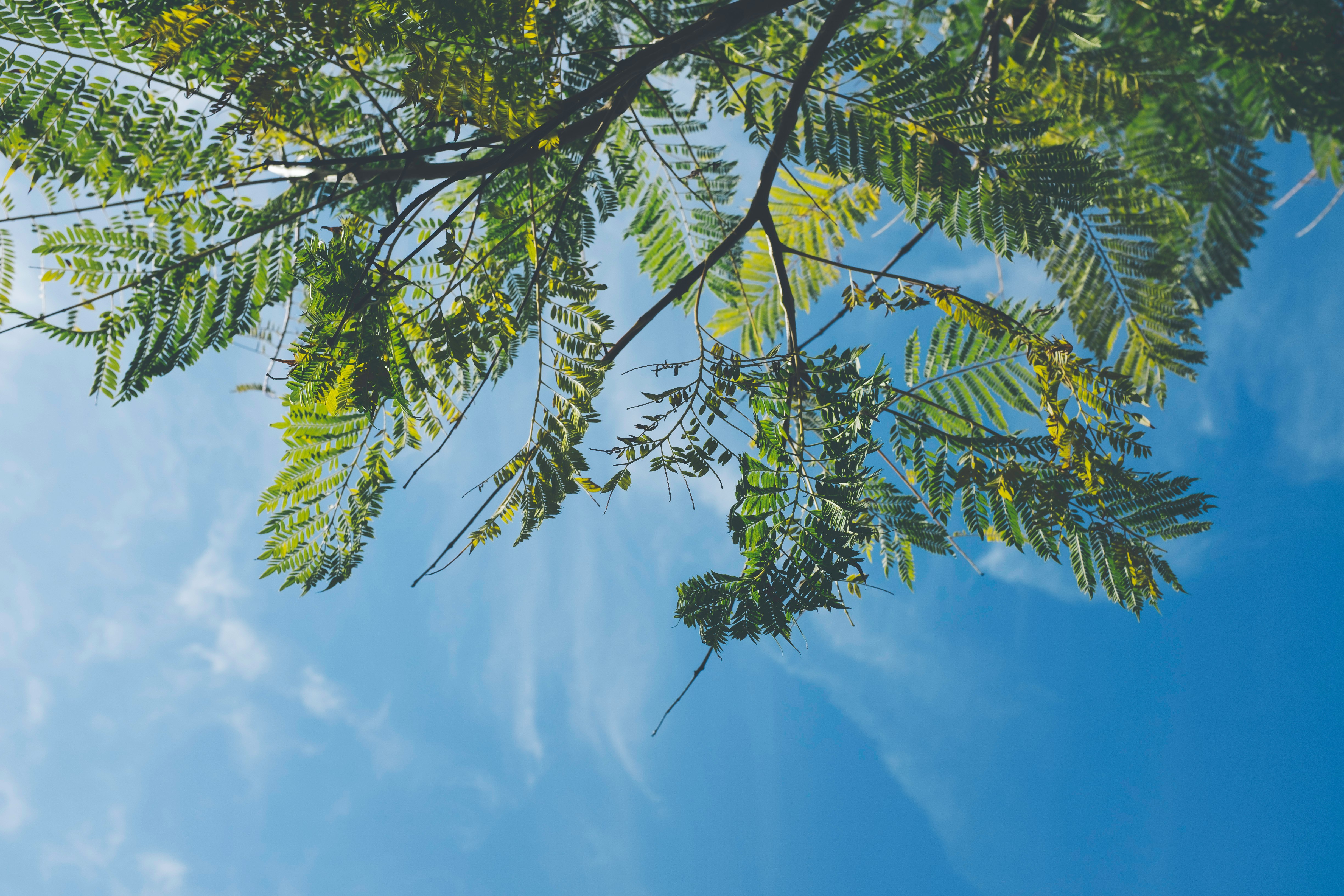 green leafed trees under blue sky