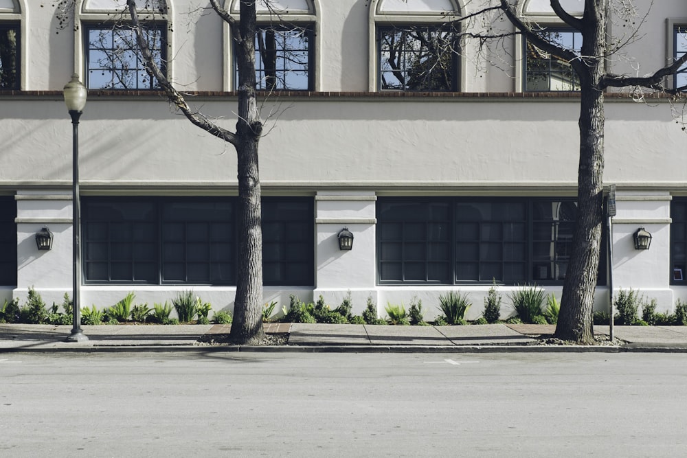 two bare trees near white concrete building