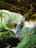 A scenic view inside a lush green cave-like structure with a waterfall cascading down a rocky wall. A wooden walkway with railings spans the scene, featuring a group of people observing the natural beauty around them. Stalactites hang from the ceiling and dense foliage surrounds the area, enhancing the serene and natural atmosphere.