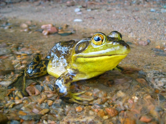 green frog in Opeongo Lake Canada