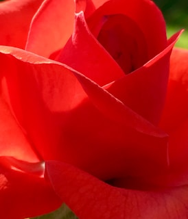 Close-up of a vibrant red rose blooming under the Australian sun