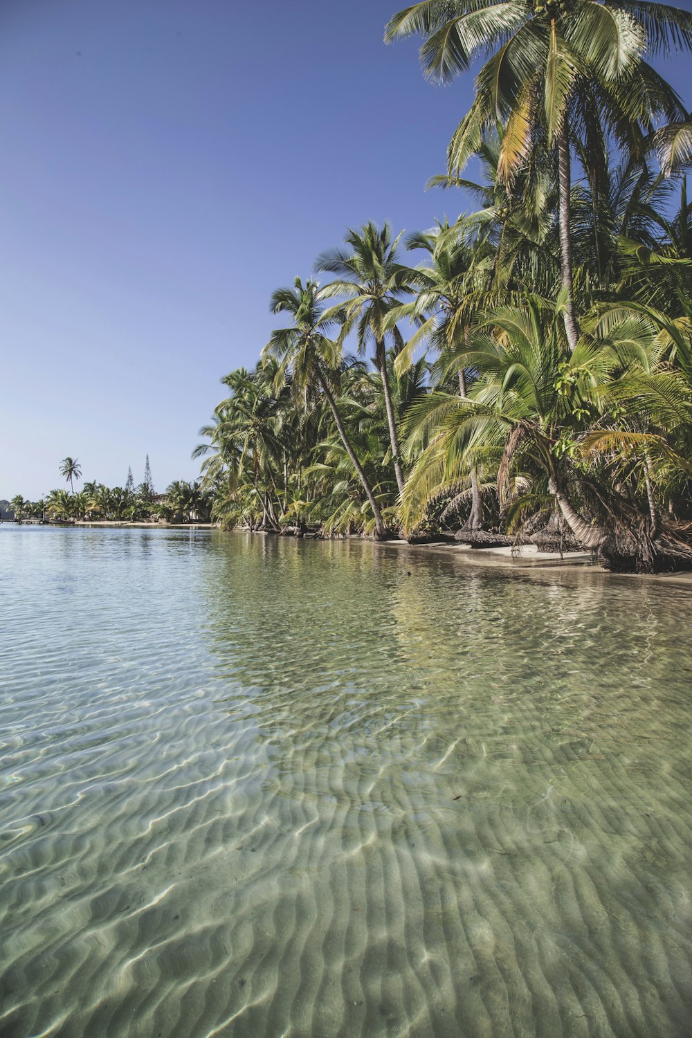 Grüne Kokospalmen auf Meerwasser unter blauem Himmel während des Tages
