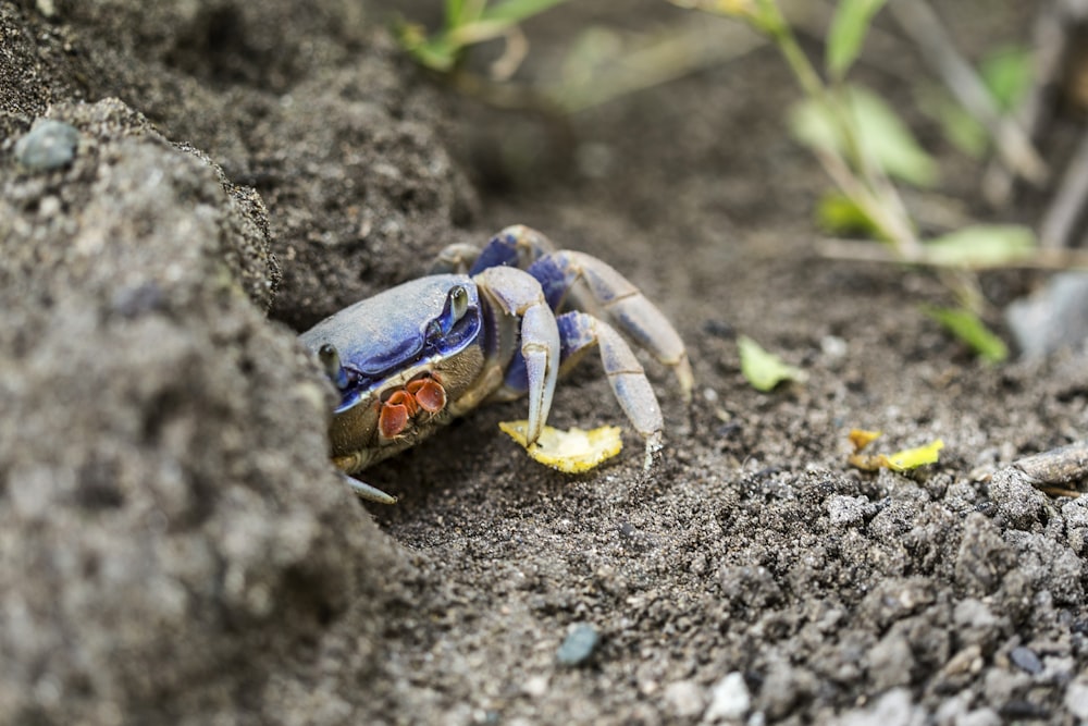 昼間の灰色の砂浜に浮かぶ赤と青のカニ