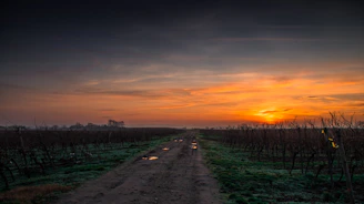 puddles on dirt track road through vineyard with cloudy sunset sky in orange