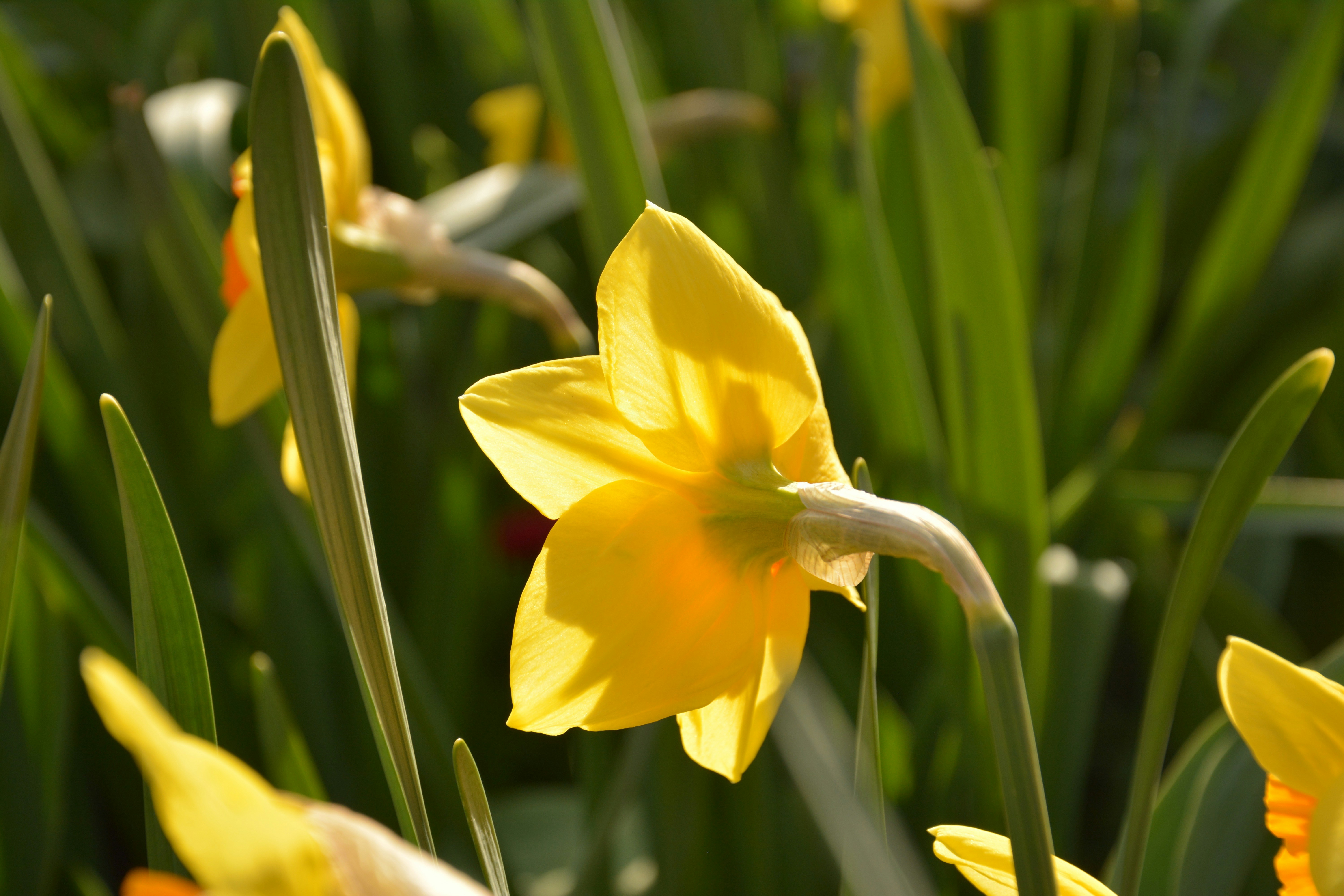 Free Unsplash photo from Catalina Turlea