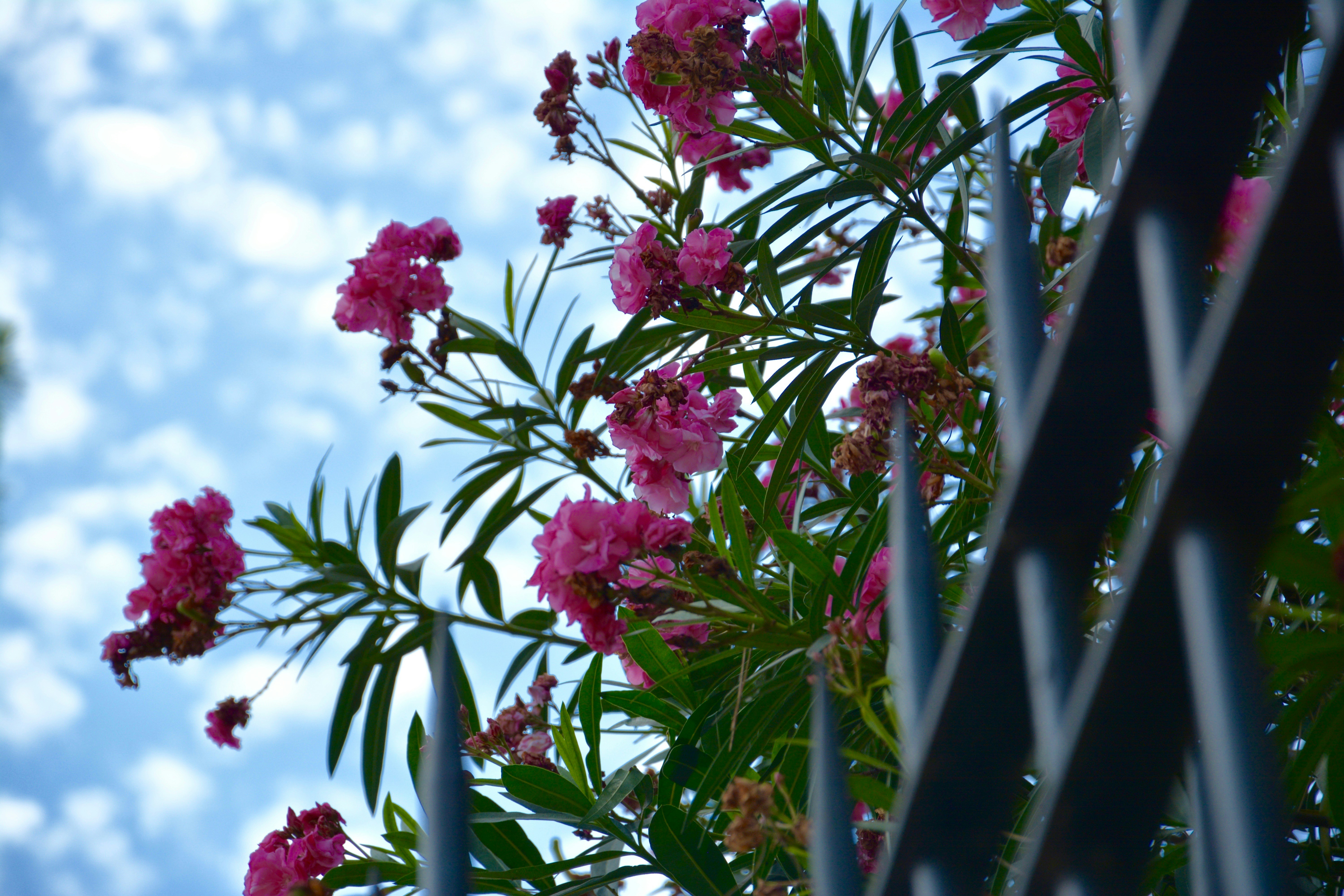 Free Unsplash photo from Catalina Turlea