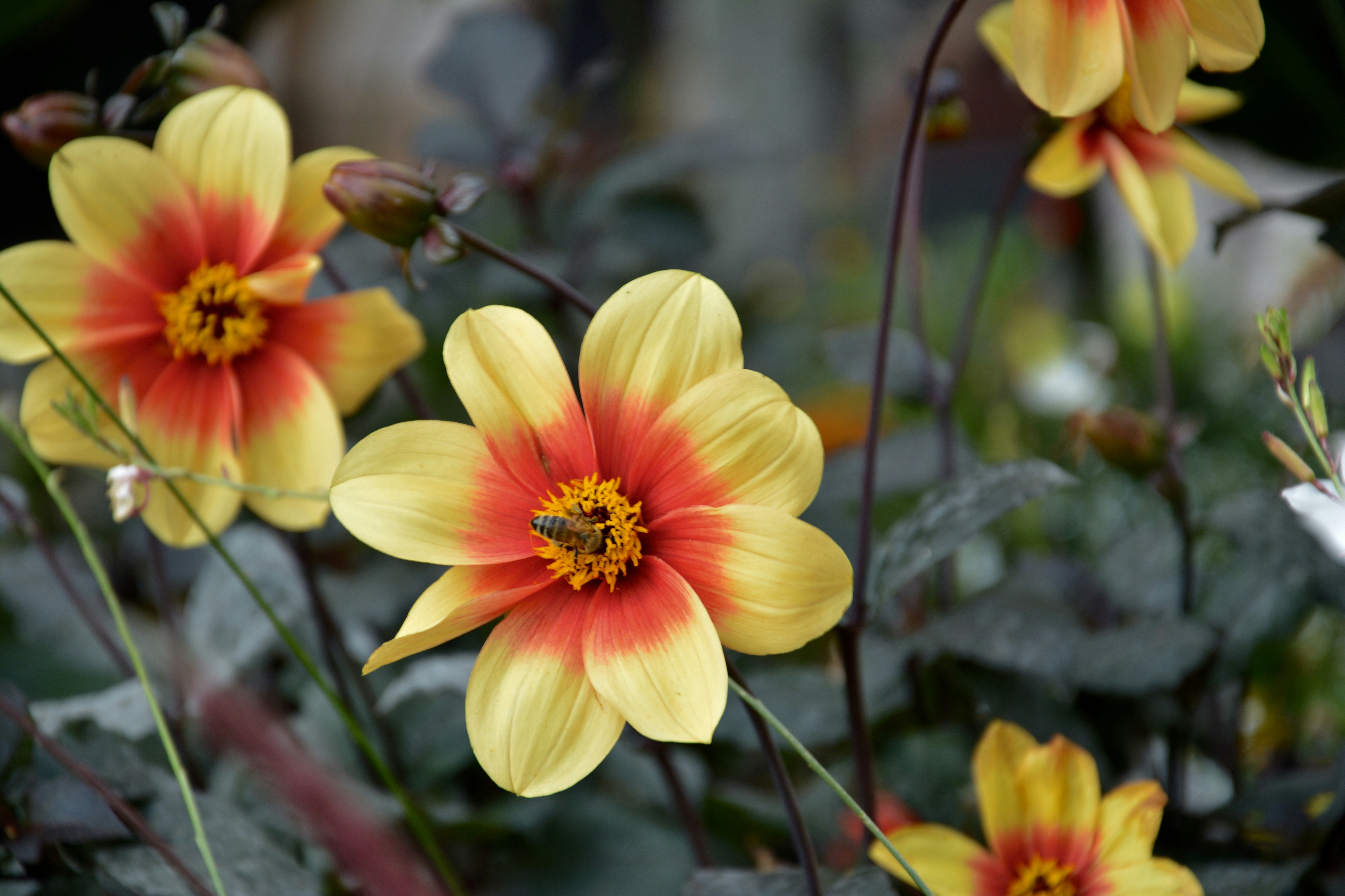 Free Unsplash photo from Catalina Turlea