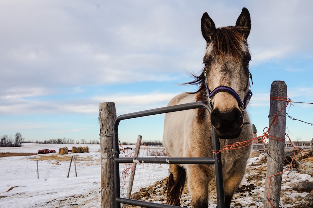 cheval brun à côté de la porte en acier noir