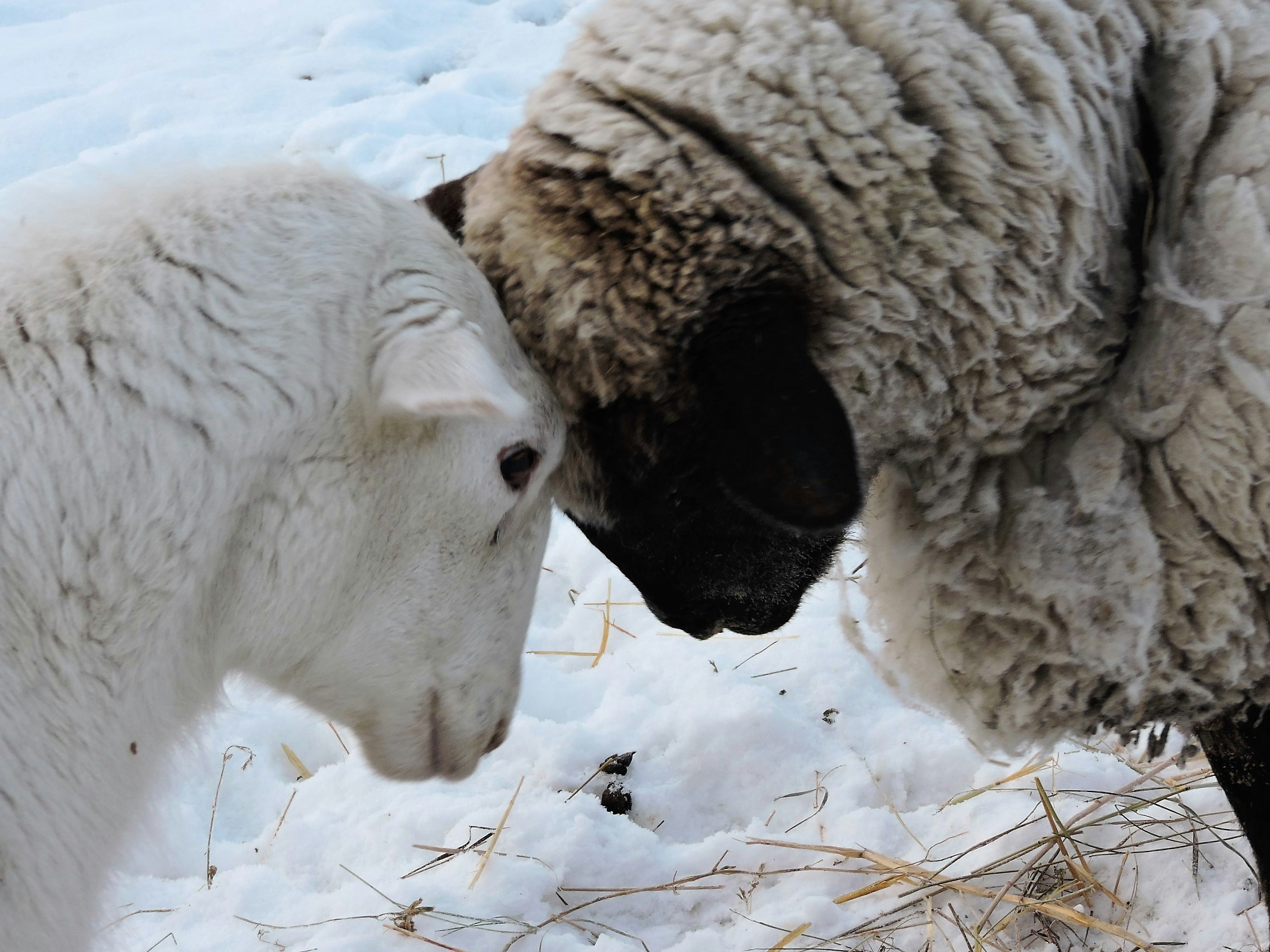 Free Unsplash photo from Lois Maeland