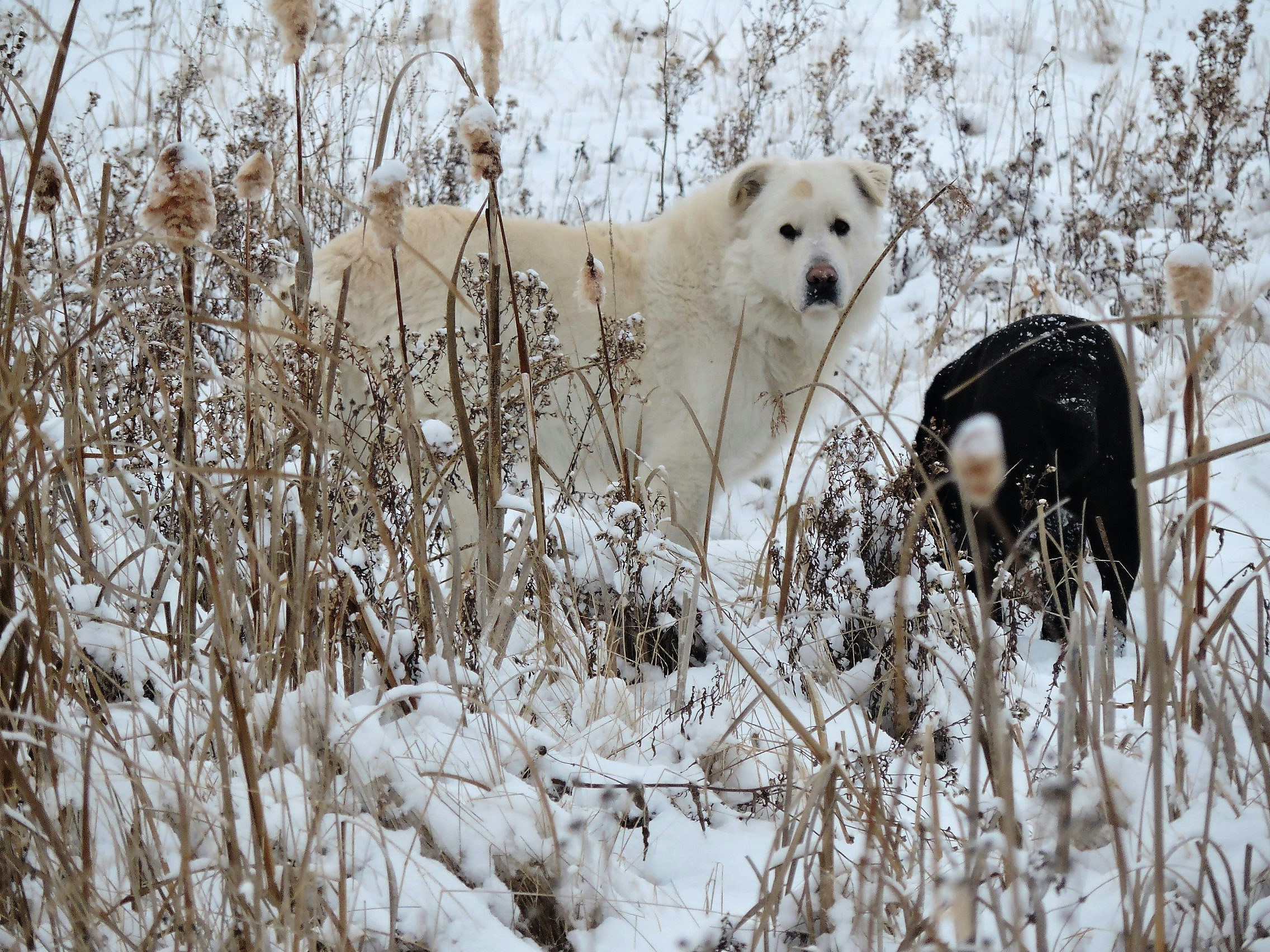 Free Unsplash photo from Lois Maeland