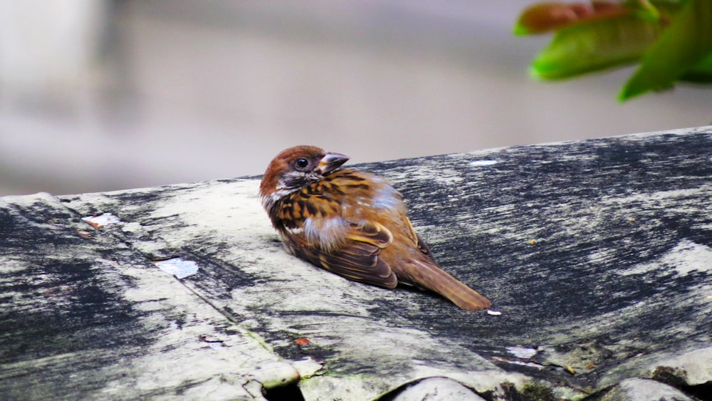 Pájaro gorrión marrón en árbol gris y negro