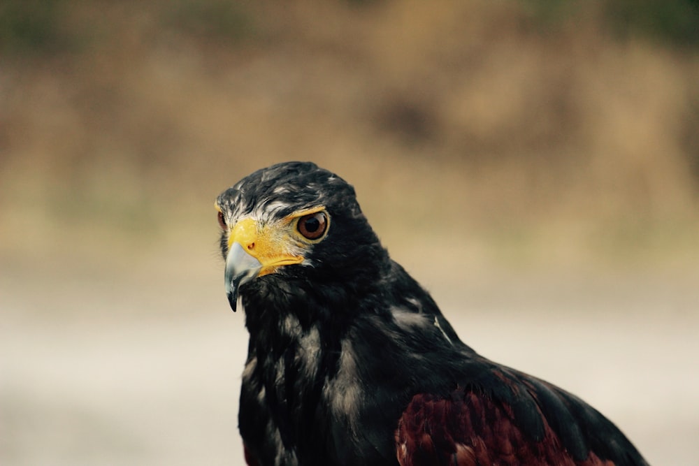 Selektive Fokusfotografie von Black und Brown Hawk bei Tag