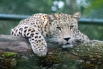 leopard on tree branch