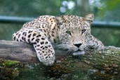 September 4, National Wildlife Day, Leopard on tree branch
