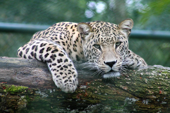 A leopard resting along a tree branch in the bush