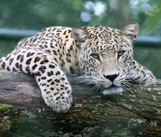 leopard on tree branch