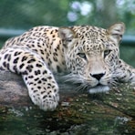 leopard on tree branch