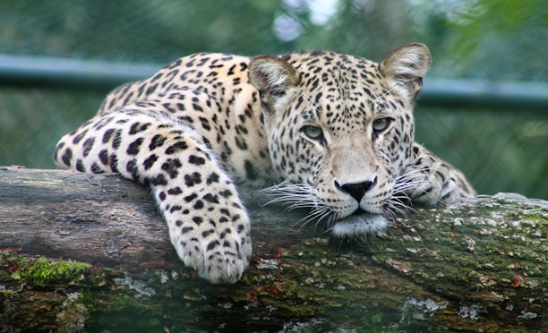 leopard on tree branch