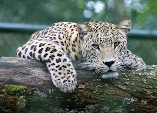 leopard on tree branch