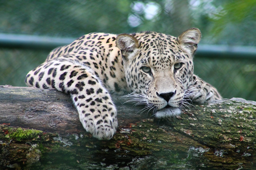 leopard on tree branch, Peeking leopard