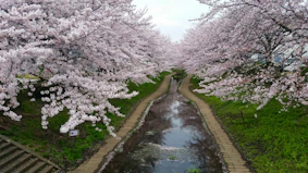 A serene path lined with blooming sakura trees under a soft spring sky.