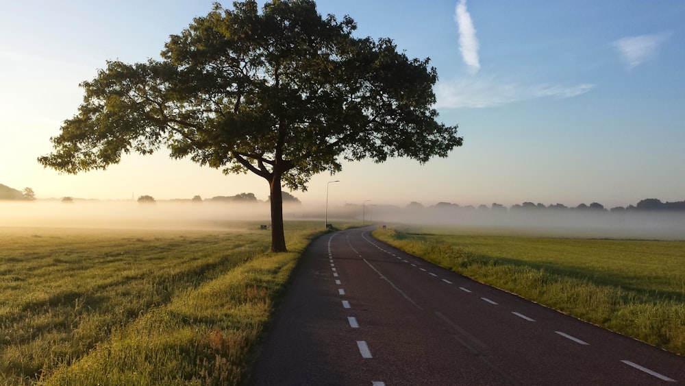 Árbol verde cerca de la carretera de hormigón