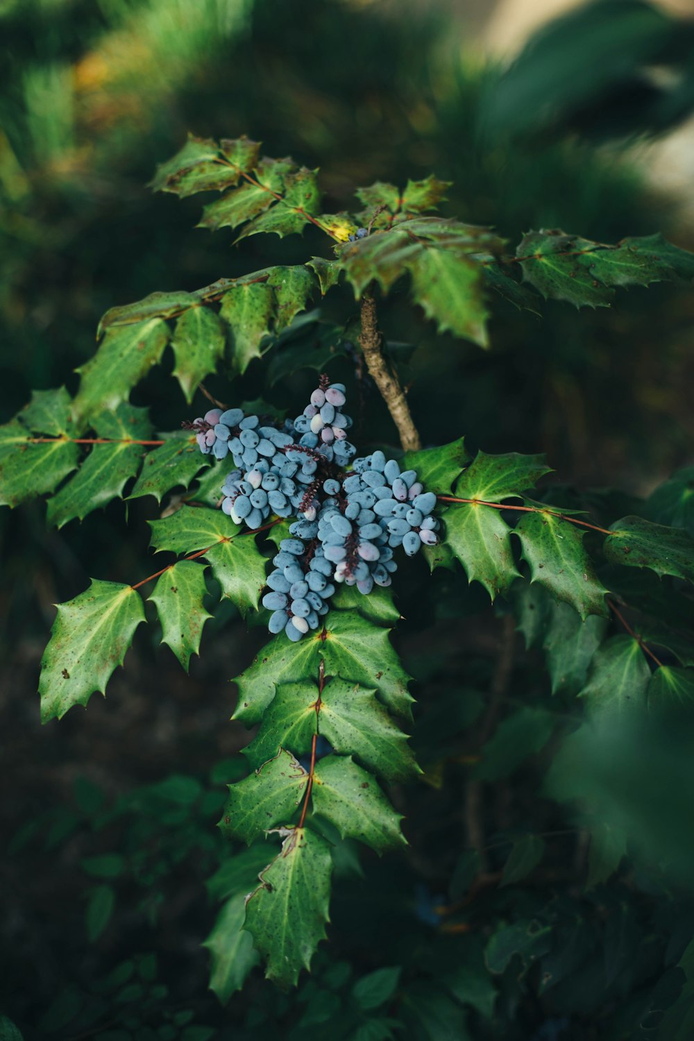 bunch of blueberries