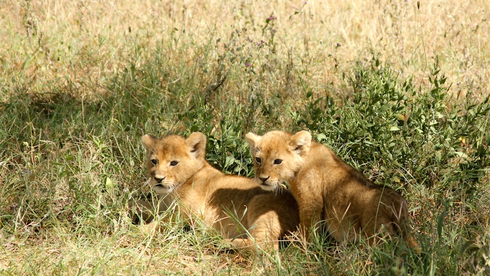 dois filhotes de leão marrom em gramíneas